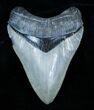 Inch Venice, Florida Megalodon Tooth #3787-1